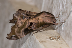 Morwennius decoratus