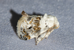 Niphopyralis