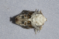 Niphopyralis
