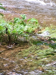 Lysichiton americanus