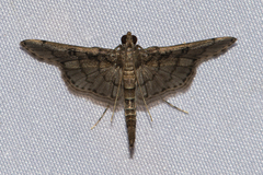 Syllepte abyssalis