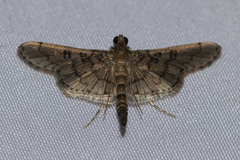 Syllepte abyssalis