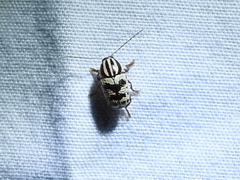 Cryptocephalus leucomelas