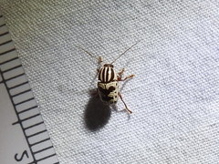 Cryptocephalus leucomelas