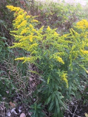 Solidago canadensis