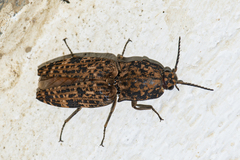 Cryptalaus sordidus