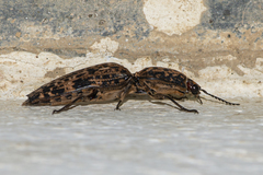Cryptalaus sordidus