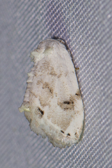 Niphopyralis