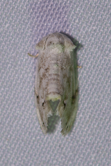 Niphopyralis