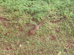 Notocitellus annulatus