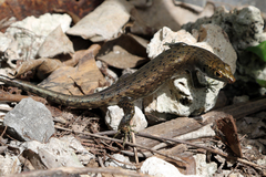 Emoia nigra