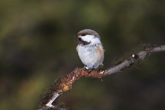 Gray-Headed Chickadee photo 2