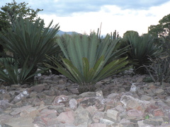 Agave