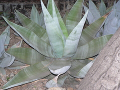 Agave