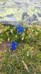 Gentiana bavarica