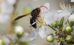 Hypodynerus vespiformis