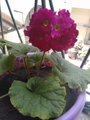 Primula obconica