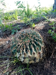 Ferocactus macrodiscus macrodiscus