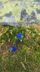 Gentiana bavarica