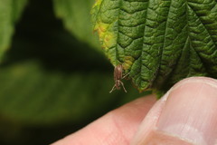 Sitona lineatus