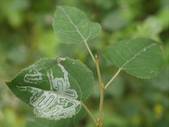 Phyllocnistis labyrinthella