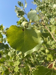 Pemphigus obesinymphae