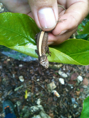 Anolis laeviventris