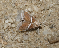 Abegesta remellalis
