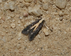 Aroga paraplutella