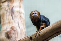 Golden-Headed Lion Tamarin photo 2