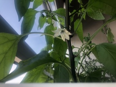 Capsicum annuum annuum