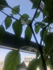 Capsicum annuum annuum