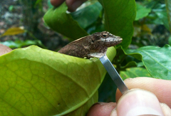 Anolis laeviventris
