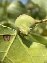 Pemphigus obesinymphae