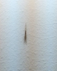 Styringomyia