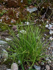 Carex laeviculmis