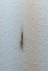 Styringomyia
