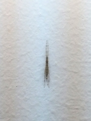 Styringomyia