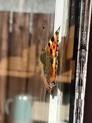 Aglais urticae