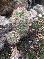 Mammillaria xaltianguensis xaltianguensis