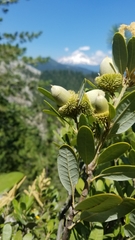 Notholithocarpus densiflorus echinoides