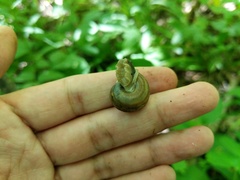 Webbhelix multilineata