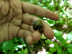 Webbhelix multilineata