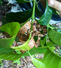 Imantodes gemmistratus