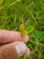 Carex flava