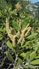 Notholithocarpus densiflorus echinoides