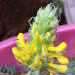 Dalea aurea