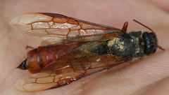 Sirex juvencus