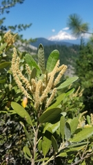 Notholithocarpus densiflorus echinoides