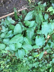 Bistorta officinalis